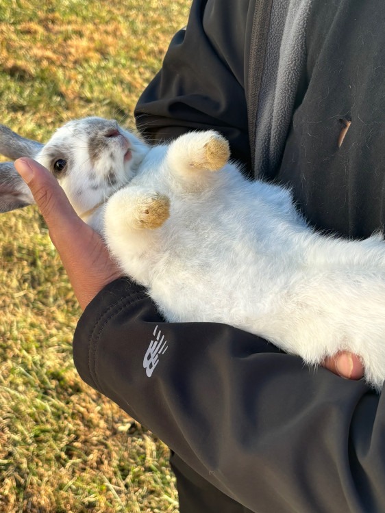 Fuzzy Butt Bunny Petting Zoo