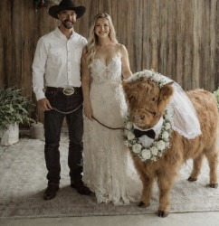 cowwy20wedding202 1769306575 Highland Cow Wedding Appearance With Professional Handler