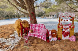 Cowwy20Valentines20Session 1772128377 🐮 Highland Cow Photo Session On the Farm